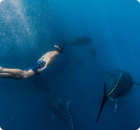 TUNA TOUR – Balfegó Tuna