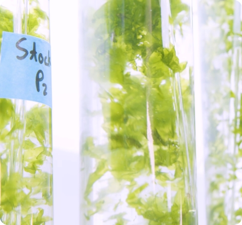 Bioremed Algae – Mediterranean Algae