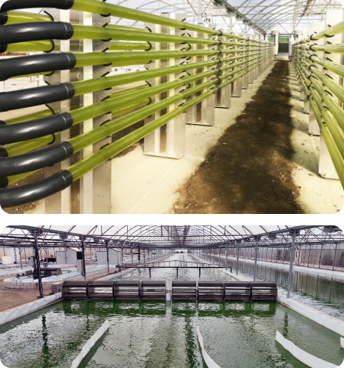 Biorizon-Biotech.<br>Innovación en Microalgas